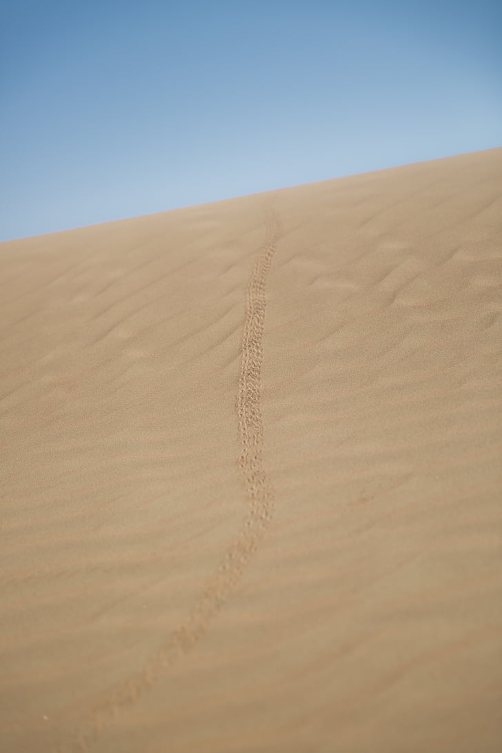 Desert, Scorpion, polkuja, arabia, Arabian