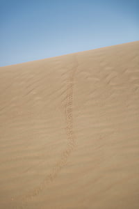 desierto, Escorpión, senderos, Árabe, Árabe