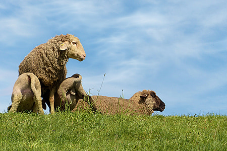 pecore, agnelli, Dike, animale