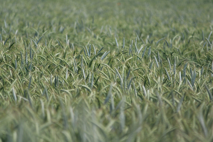 Rye, bidang Rye, sereal, gandum, Makanan, bidang, ladang jagung