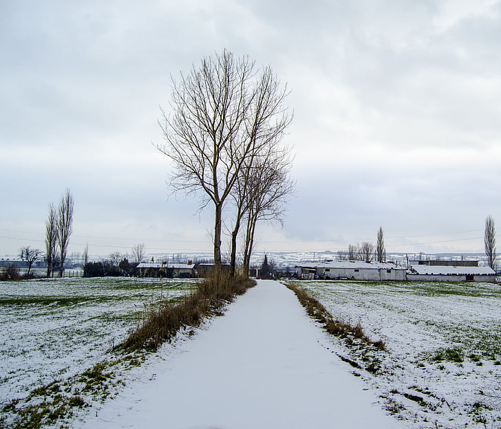 sneh, zimné, deň, Príroda, sneh príroda, strom, Foto