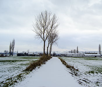 snö, vinter, dag, naturen, snö landskap, träd, Foto