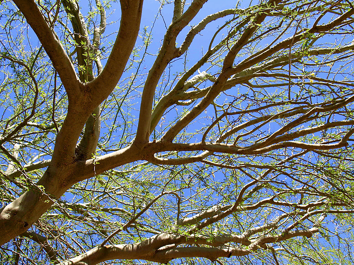 koks, zaļa, fēnikss, Arizona, tuksnesis, augu
