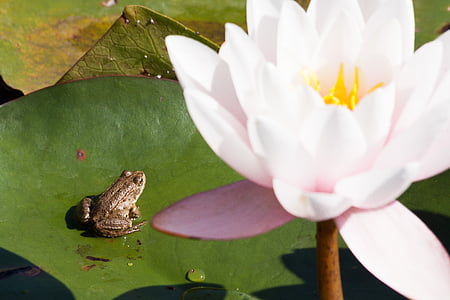 frog, water lilies, nymphaea, lake rose, aquatic plants, meteor, petals
