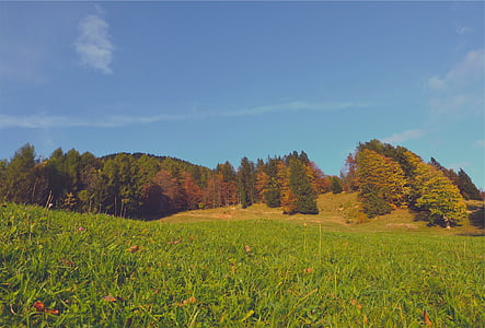 vert, feuille, Tall, Tress, Cirrus, nuages, automne