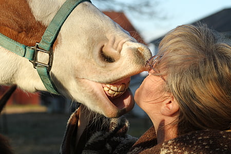 teeth, horse, funny, smile, dental, animal, mouth