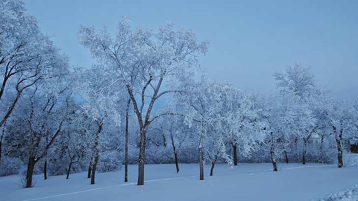 blue, snow, frost, winter, light, beautiful, sky