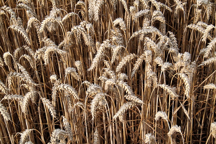 trigo, plantas, das culturas, grão, natureza, do lado de fora, close-up