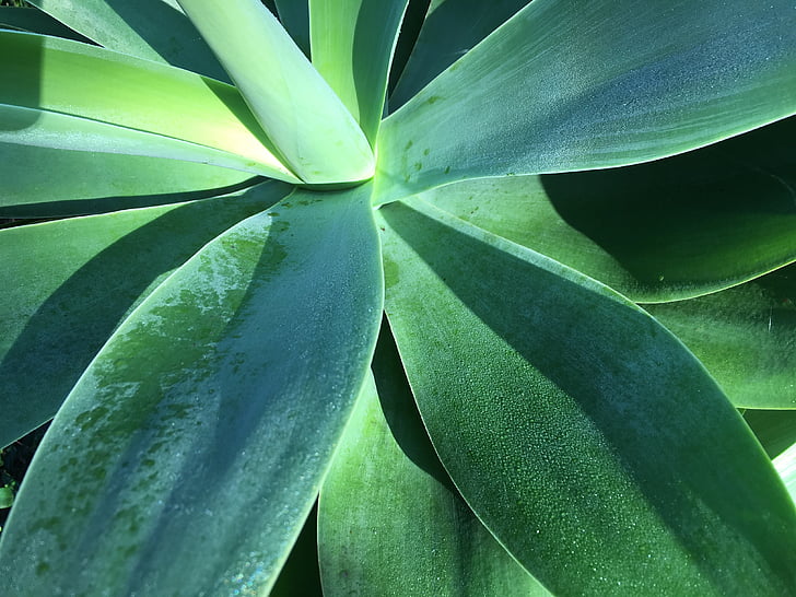 agave, plant, green