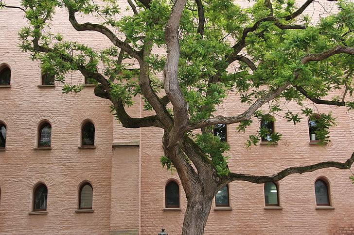 tree, courtyard, facade, branches, urban, aesthetic