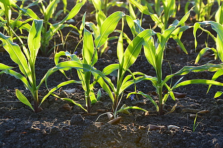 corn, agriculture, soil, plant, dirt, farm, garden