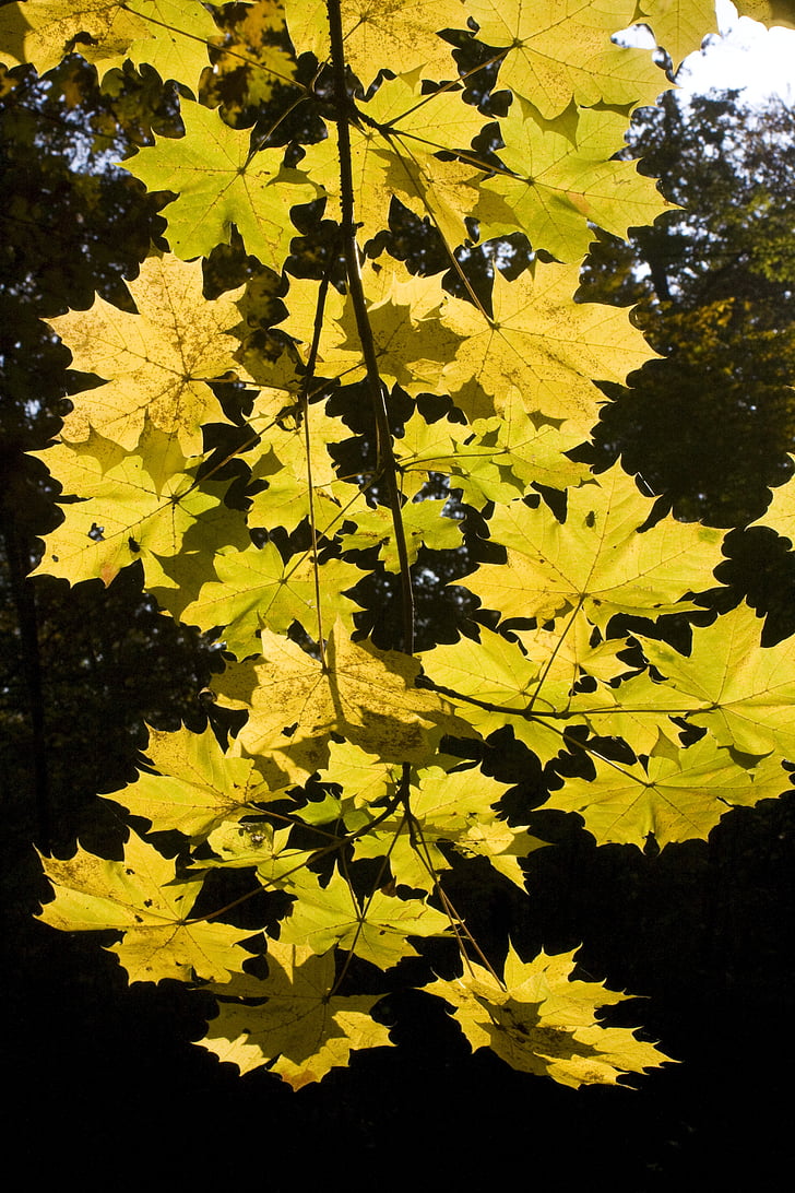 Klevo lapai, aukso, spalio, rudenį, saulėta, lapai, atsirasti