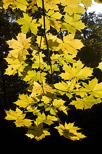 Javorové listy, zlatý, října, podzim, slunečno, listy, se objeví