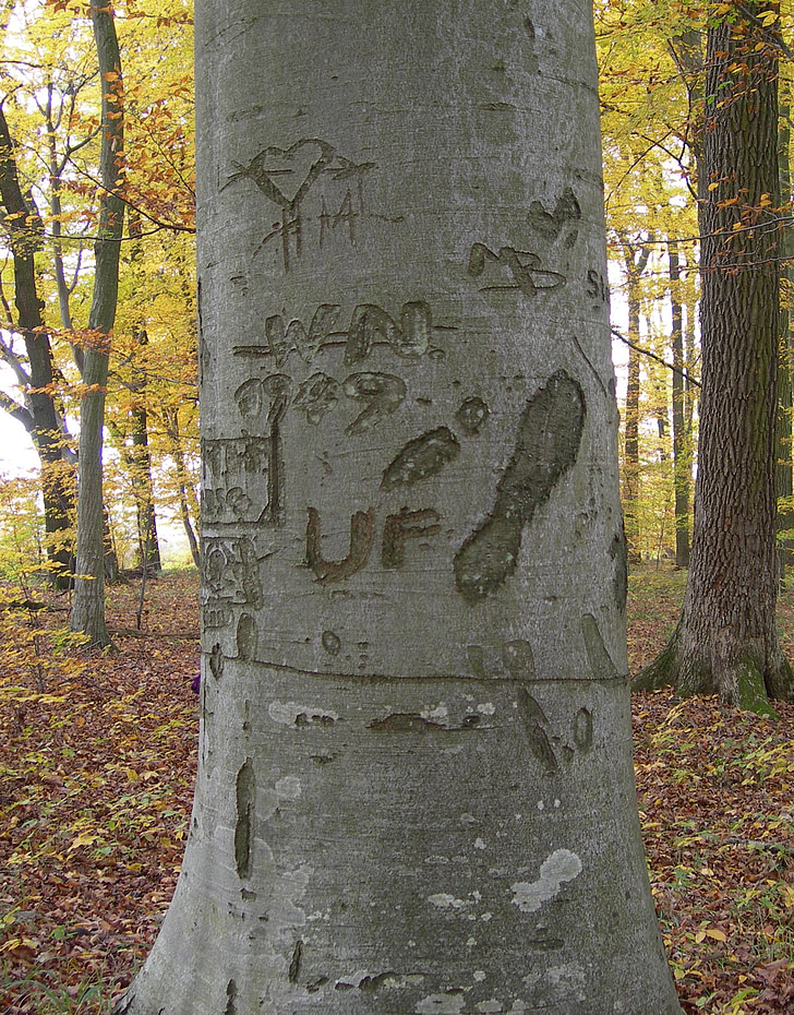 log, forest, engraved, bark, nature, autumn forest