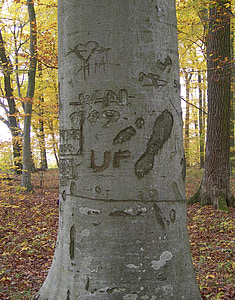 ログ, フォレスト, 刻まれました。, 樹皮, 自然, 秋の森