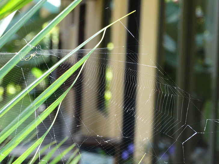 pók, Web, természet, rovar, pókháló, sziluettjét, Spiderweb
