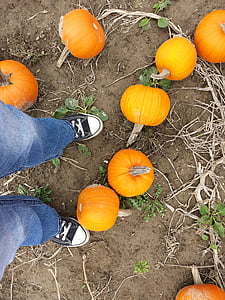 pumpkins, fall, autumn, shoes, converse, season, ground