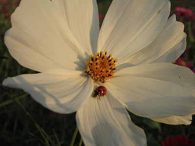 Chrysantheme, weiß, Anlage, Blume, Blumen, Quentin chong, Coccinellidae