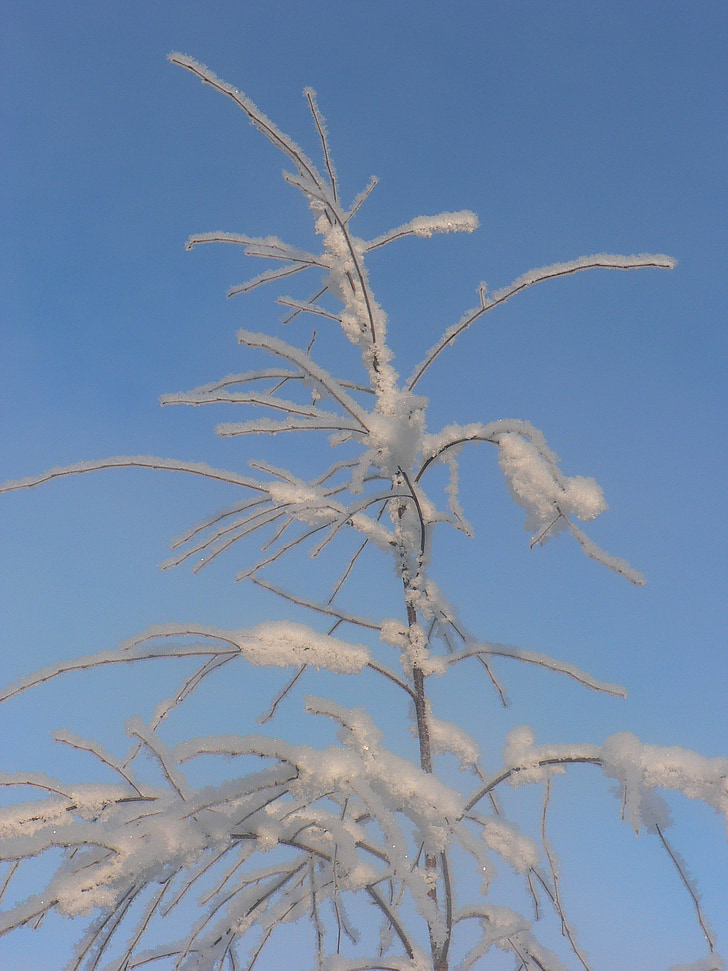 Sky, Frost, snö, vinter, Finska, grenar, frost på träden