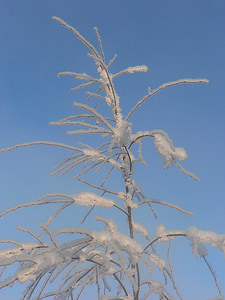 céu, geada, neve, Inverno, Finlandês, Ramos, geada em árvores