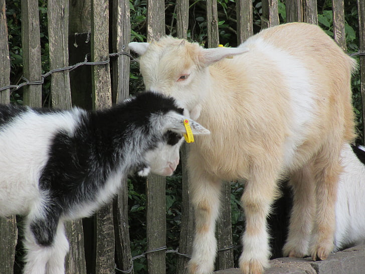 goats, aachen, zoo, strength lings