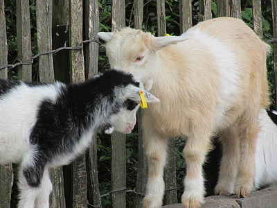 chèvres, Aachen, Zoo, lings de force