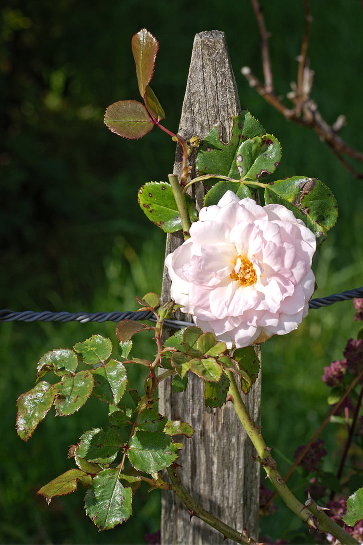rose bloom, rose, fence post, blossom, bloom, fence, pile