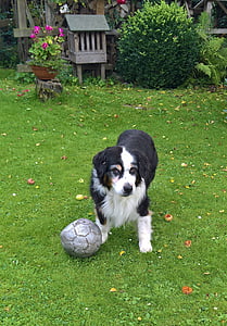 Úc shepard, con chó, quả bóng