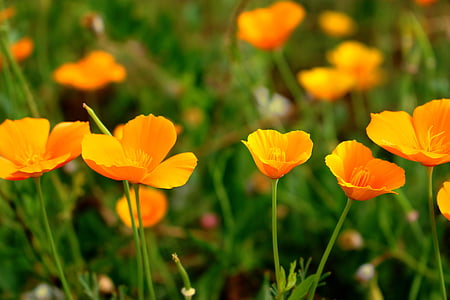 Poppy, California poppy, eschscholzia california, blomster