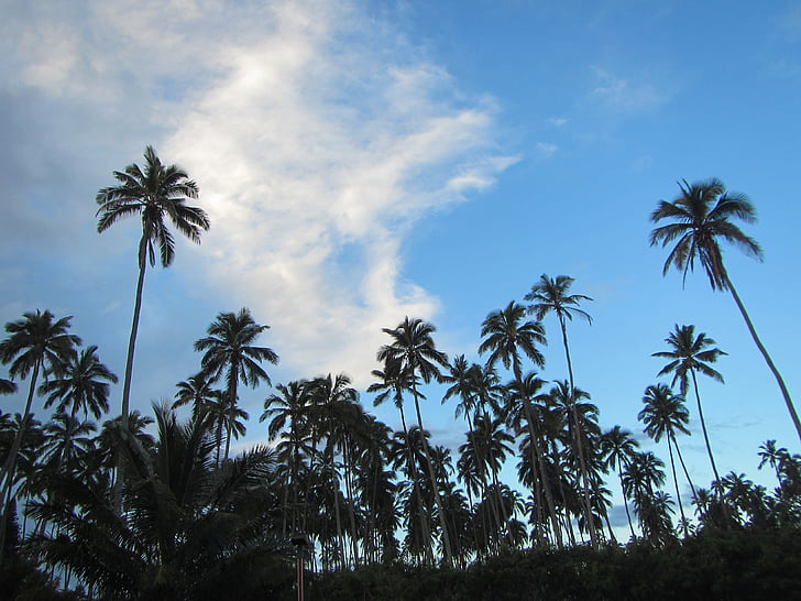 Hawaii, kokospalmer, kokos, Tropical, landskap, vildmarken, vacker natur