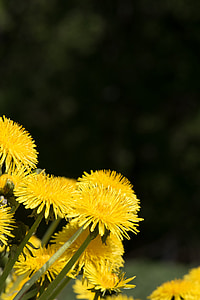 Dandelion, kuning, bunga kuning, bunga, menunjuk bunga, bunga kuning padang rumput, cerah