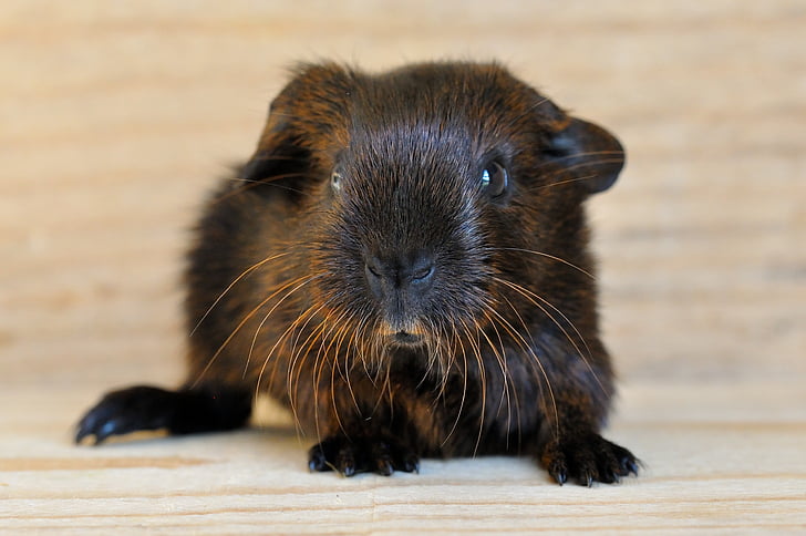 young animal, smooth hair, gold agouti, sweet, rodents, rodent, animal