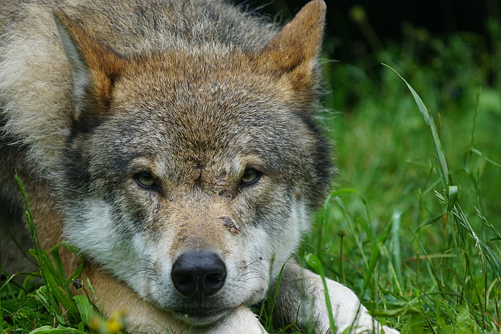 Wolf, Predator, eurasiske wolf, Pack dyr, Portræt, kødædende, Wildlife