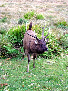 deer, stag, cervine, antlers, deer head, grass, animal