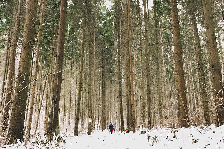 deux, gens, marche, neige, domaine, entouré, arbres