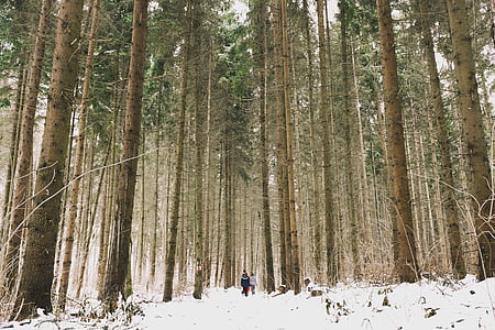 two, people, walking, snow, field, surrounded, trees