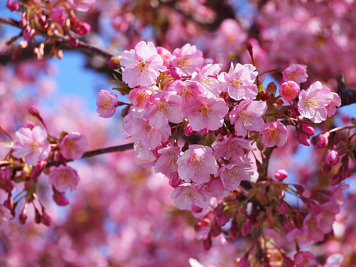 Kawazu, cerise, Izu, péninsule d’Izu, Rose, au début du printemps, ciel bleu