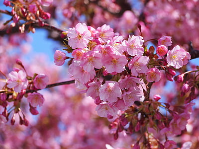 Kawazu, ciliegia, Izu, Penisola di Izu, rosa, all'inizio della primavera, cielo blu