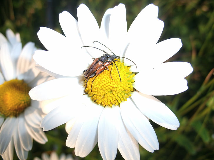 longhorn beetle, beetle, pairing, flower, insect, nature, plant