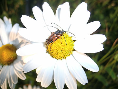 Longhorn beetle, vabole, savienošana pārī, puķe, kukainis, daba, augu