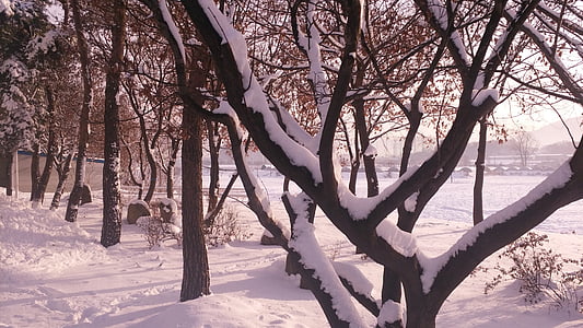 자연, 겨울, 눈, 나무, 나뭇가지, 조 경, 식물
