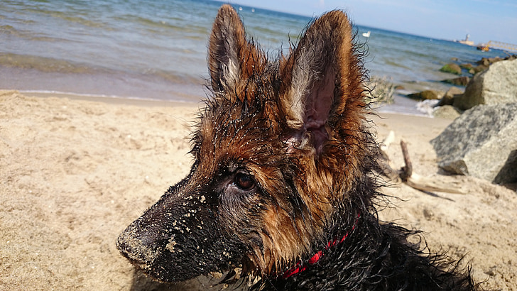 njemački, pas, mokro, plaža, štene
