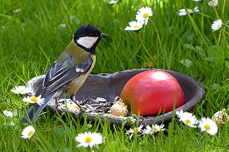 bird, tit, young animal, foraging, garden