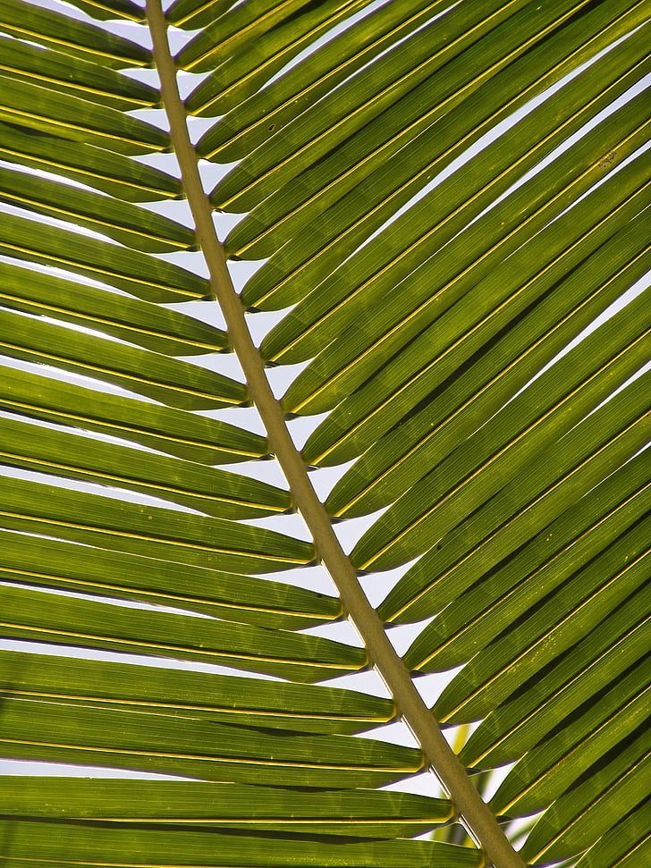 roheline, kookospähkli, Palm, võsude, lehed, eksootiline, Palmipuu, tallusjate võsude