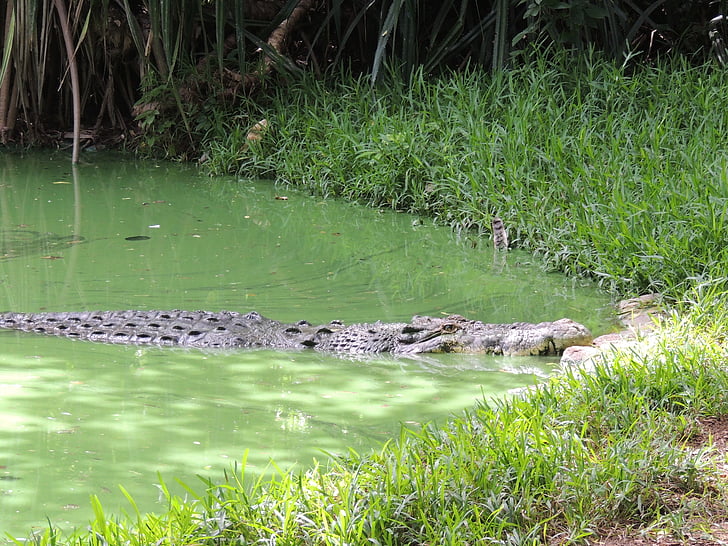 crocodile, pond, large, wild, danger, dangerous, predator