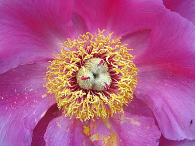 Pfingstrose, Baby-rose, Blüte, Bloom, Blume, Paeonia, Staubfäden