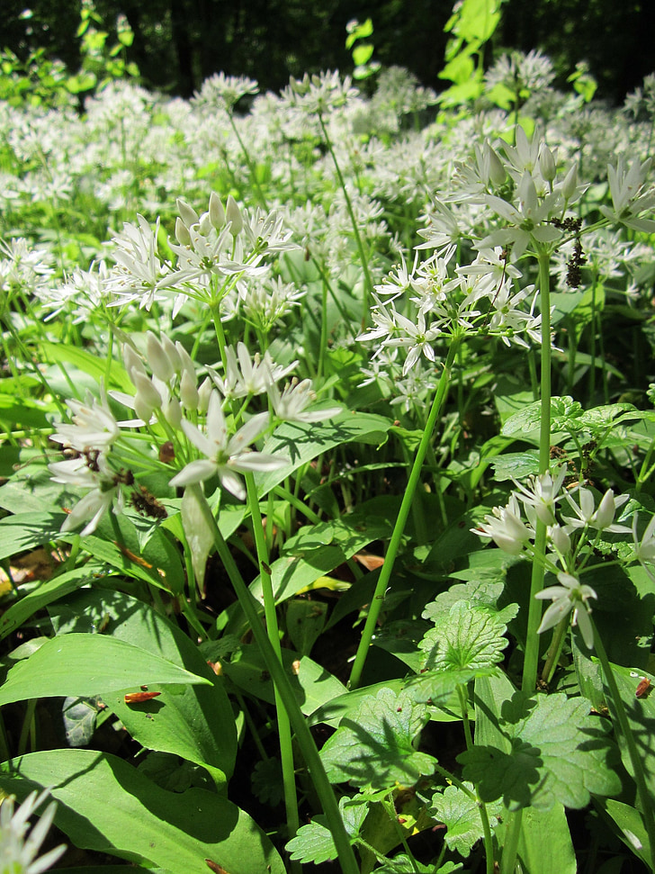 Allium ursinum, Ramsløg, buckrams, Wild hvidløg, Bredbladet hvidløg, træ hvidløg, Bjørn porre
