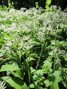 Allium ursinum, ramslök, buckrams, vild vitlök, storbladig vitlök, trä vitlök, Björn purjolök