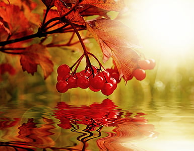 Berry, arrière-plan, Viorne, nature, paysage, automne, rouge