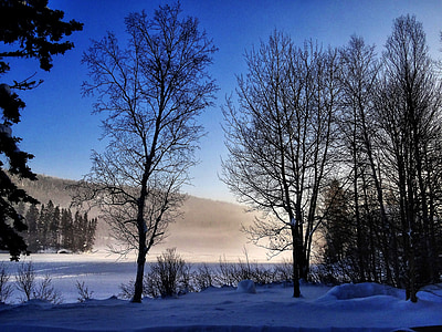 paisatge d'hivern, arbres, l'hivern, natura, contrasten, neu, llum